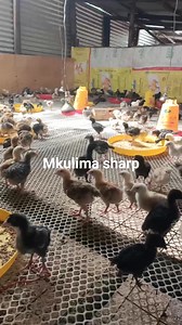 Plastic Mesh is a safe and a cheaper alternative to Metal wire. It’s Lightweight, Flexible and can easily be trimmed to the desired size needed for your structure. Condensation will not cause the netting to rust or rot. It will also not deform or stretch like Metal meshwire would. There are two types of Mesh... White and Various Colors. Both are imported difference is dimensions and color. White in color is 600 per Metre. The other type comes with various colors costing 500 per metre. Roll for v