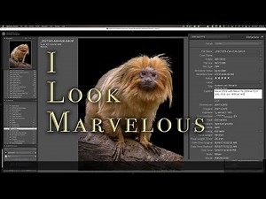 QUICK Lightroom METADATA Tip