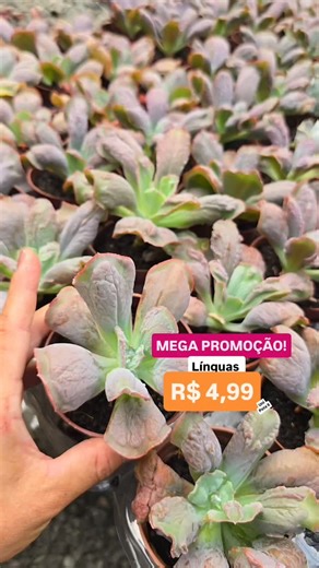 Duda Tomasi | Plantas: Cactos e Suculentas on Instagram: "PROMOÇÃO DE Suculentas! Válido ate 14/02 ! Envios 📦 para todo Brasil! 47 992172754"