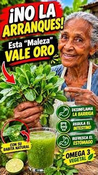 ¡NO LA ARRANQUES! Esta “Maleza” Vale ORO 🌿😱 | Verdolaga