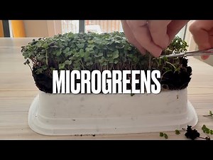 Grow Microgreens Cheap & Easy | Full Tutorial