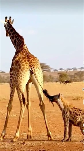 giraffe shows hyna his strength