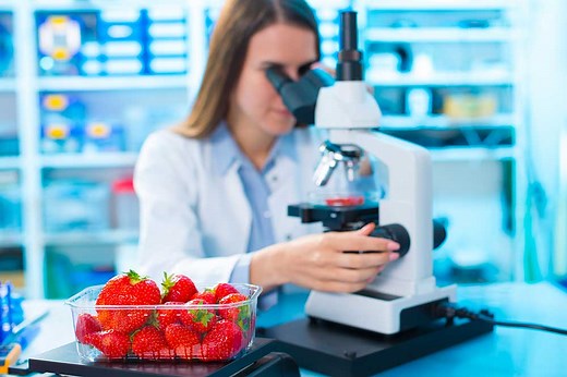 What does a Food Scientist do? How to become a Food Scientist
