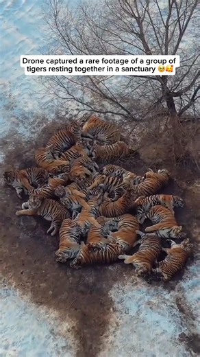 7.8K views · 175 reactions | Check out our comfy tiger shirts and...