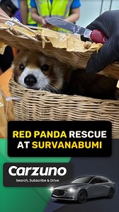 Red Panda Rescue at Survanabumi #RedPanda #AirPort #ExoticAnimal #ThailandNews | The Thaiger | Facebook