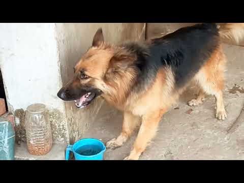 Ultimate german shepherd barking compilation cute german shepherd puppies video german shepherd dog.