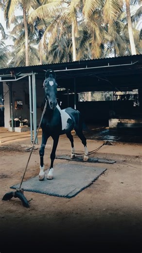 senthil | Dominance flows through every stride🐉 2 Teeth Colt - Karikalan Sired by - 👑Dheeran Breed of VSS STUD FARMS . Stay tunned @vss_stud_farm .... | Instagram