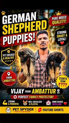 🔥 Vijay’s German Shepherd Puppy 😍 | Strong, Smart & Loyal! 🐾 #Shorts