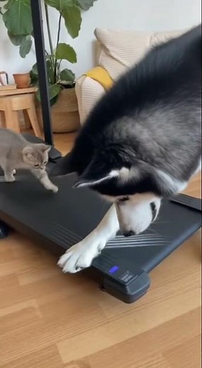 Dog Tricks the Cat on the Treadmill! 😂🐾 #cuteanimals #animals #kindnessiscool