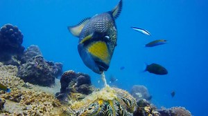 Titan triggerfish defends coral reef.