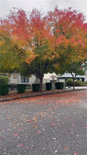This tree in my neighborhood thrills me every year. I hope you enjoy!🍁 . I opened up my vintage copy of Anne of Green Gables to reread this quote in Chapter 16. Most people don’t know the rest of the paragraph. Anne continues to say, “It would be terrible if we just skipped from September to November, wouldn’t it? Look at these maple branches. Don’t they give you a thrill – several thrills? I’m going to decorate my room with them.“ . I can’t believe October is drawing to a close. | Shop Around 