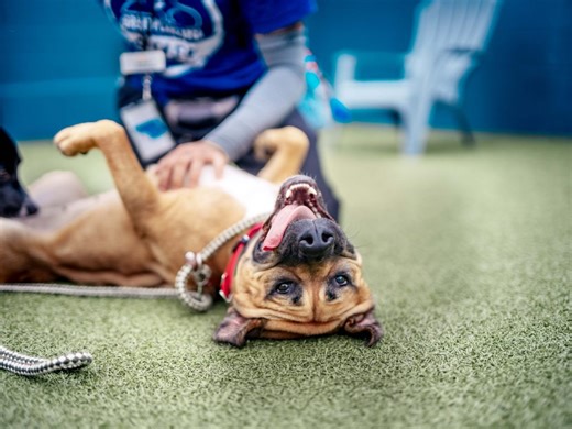 Report highlights barriers to large-dog adoption amid U.S. shelter capacity strain