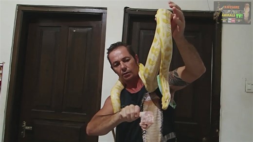 Witnessing python feeding behavior in the wild