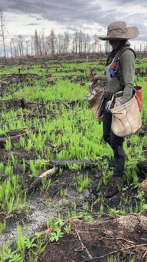 Efficient Tree Planting Technique: Shovel, Slide, Repeat