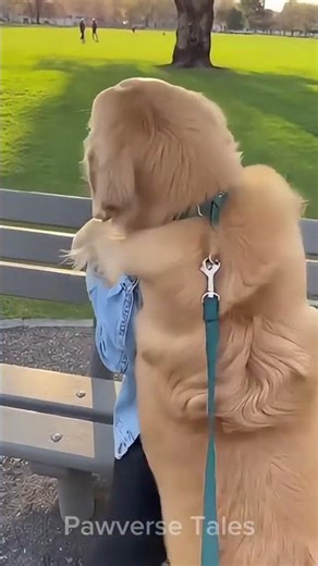 He Waited… And Then He Saw Her #GoldenRetriever #DogReunion #ParkMoment