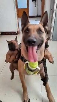 You will not believe this malinois dog's amazing skills! #malinois #k9 #dog #training #shorts