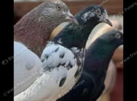 Pakistani pigeons for sale - £30