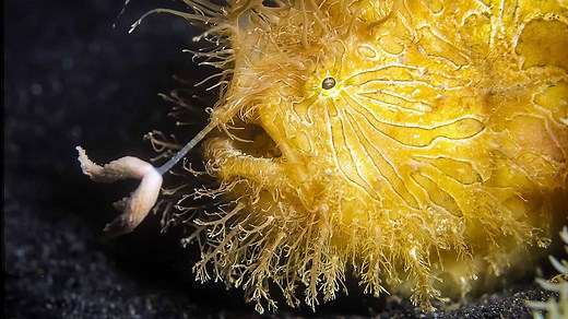 Meet the World’s Strangest Fish That Look Too Weird to Be Real