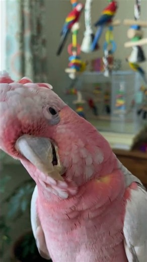 This Cockatoo Has Something to Say! 🦜😂 So Much Attitude