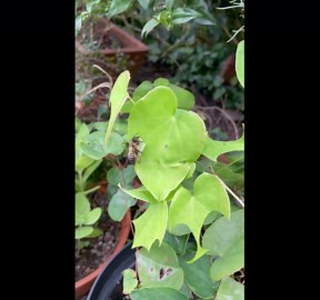 Leaf Cutter Bee at Work