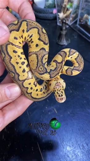 Male or female snakes? #fblifestyle | The Molinaro Snake Lab