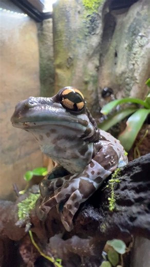 47K views · 1.6K reactions | You Can Milk This Frog #milkfrog #amazonian #toad | Brian Barczyk | Facebook