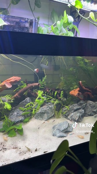 Setting Up My First Aquarium with Betta Fish
