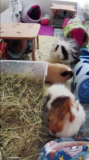 Guinea Pigs get their own 'Piggie Cam'! 😍