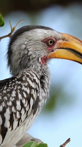 Meet Zazu – also known as a flying banana 🍌 Jokes aside, this iconic character’s real name is the African hornbill. With its oversized beak, curious nature and unmistakable call, it’s one of safari’s most charming scene-stealers. Proof that Africa’s magic lives in the details. 🖤 #AtelierAfrica #AfricanHornbill #SafariMoments #WildlifeWonder | Atelier Africa Safaris