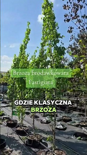 Do you have a small garden and dream of a birch tree? I have a solution :) #gardening #nurów 'gar...