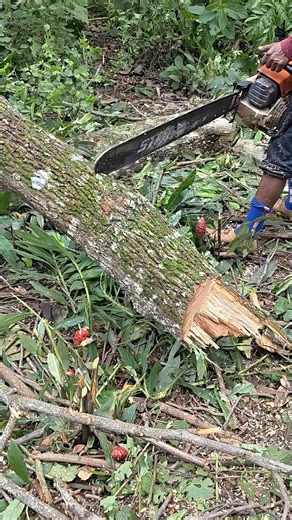 The wood cutting machine is very sharp | Suprapto