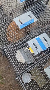 27 reactions | 20 cats spay/neutered with Zumbro Falls Veterinary Clinic Thank you! Support our efforts to prevent future generations of homeless animals. | Camp Companion | Facebook