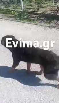 Απεγκλωβισμό σκυλιού στην Εύβοια