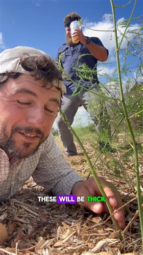 GROWING ASPARAGUS #gardening #gardentips #growyourownfood