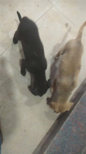 so cute pupies in road side ..