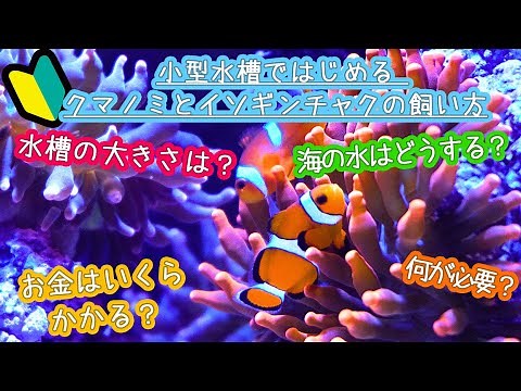 【4万再生／初心者向け】小型水槽ではじめるカクレクマノミとイソギンチャクの飼い方【誰でも簡単飼育】