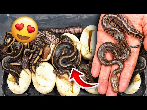 We Hatched Some Strange Snakes