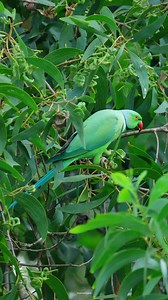 41K views · 4.3K reactions | Rose-ringed parakeet | 퐍퐚퐭퐮퐫퐞 퐏퐡퐨퐭퐨퐬 퐁퐨퐨퐤 | Facebook