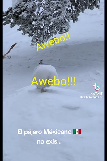 Pájaro Awebo: Humor Memes y Risas