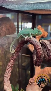 2K views · 33 reactions | Know any cool fun facts about your pets? 樂 Here are some fun facts about the Veiled Chameleon that you might not have known. They’re pretty fascinating creatures, that’s for sure! 年 #funfact #funfacts #cool #animals #chameleon #wow #reptiles | The Tye-Dyed Iguana | Facebook