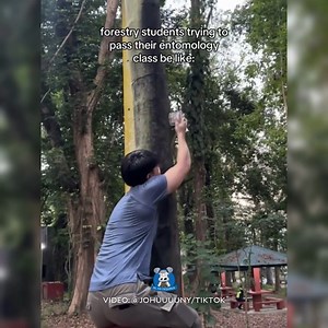 HULI KA! 🪰🍃 WATCH: A forestry student from the University of the Philippines-Los Baños showed in a video how they catch cicadas for their entomology class. Uploader Johann Garcia told the Inquirer he was catching a cicada to pin for an insect collection in compliance with their final output. He also said that insect catching was only one of the field activities that forestry majors have to take. Some comments also poked fun at the bizarre activity. “Cicada: Nananahimik [‘yung] insekto eh,” one