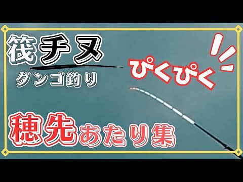 【チヌ筏・かかり釣り】拡大映像あり！チヌダンゴ釣り！！〜穂先あたり集〜