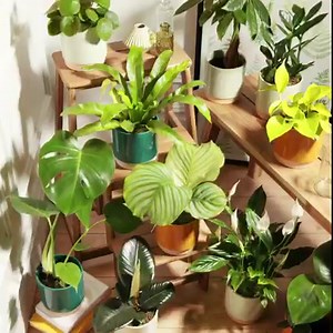 Introducing our new plant collection. Like care packages that live on, they're here to bring life and colour to our homes. We’re obsessed! And think you will be too. 🌱 | Bloom & Wild
