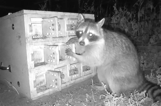 Raccoons show surprising problem-solving abilities in urban backyards