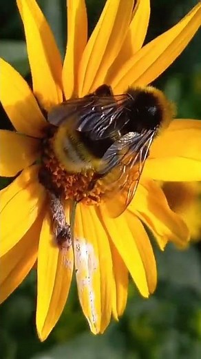 Bumble-bees Bombus terrestris on Flowers. Kyiv, Ukraine. 16.July.2022.