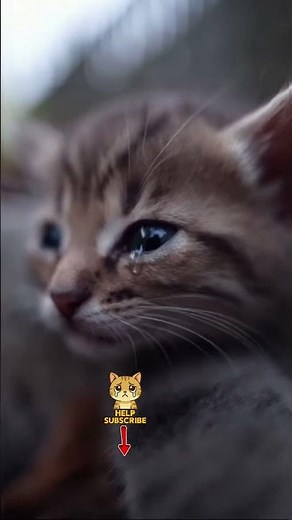 This scene will break your heart 💔: a kitten crying for its mother#cat #viralvideo #cute #kitten