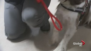 How Canadian hospitals reduced C. difficile rates by 36 per cent - National | Globalnews.ca