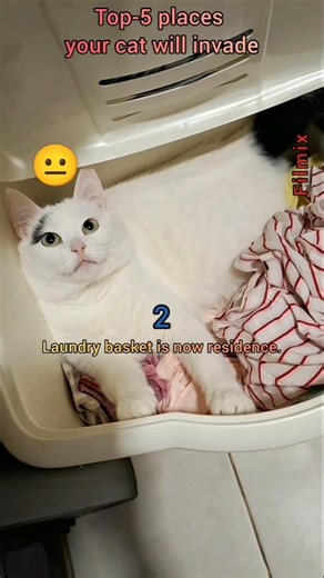 Cat vs Personal Space: 5 Unexpected Spots 😂😂😂