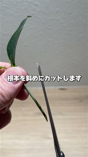 ガジュマルを挿し木で増やす方法