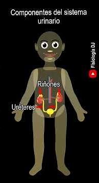 Aparatos y sistemas del cuerpo humano | Componentes del sistema urinario | Cuerpo humano